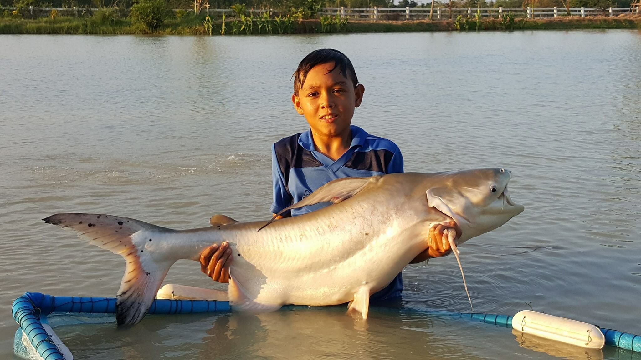 Giant Dog Eating Catfish Caught On Boilie Update Leks Fishing Park