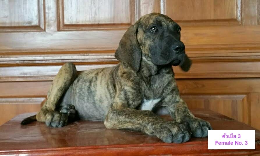 Fila Brasileiro Guard Dog Puppy