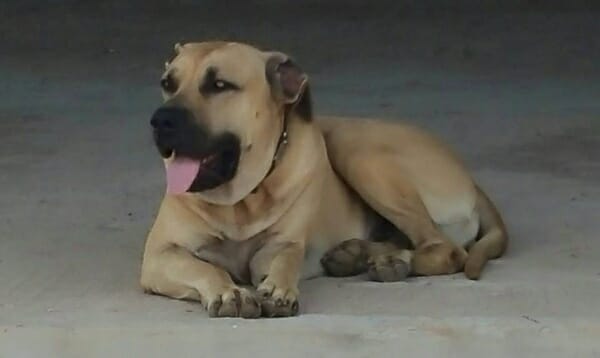 Fila brasileiro male guard dog
