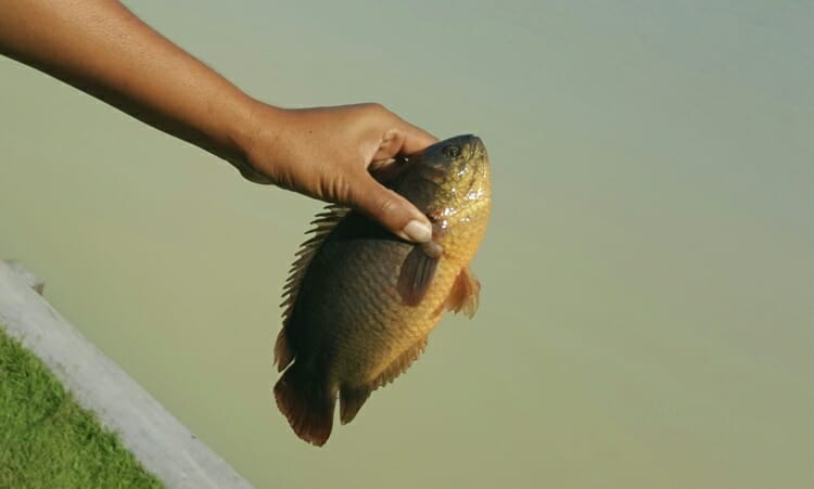 bla-mor-tep-fish-thailand