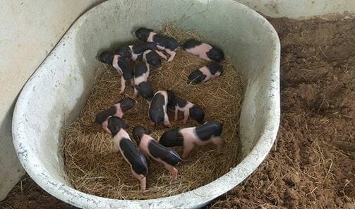 minature-pigs-for-sale-thailand