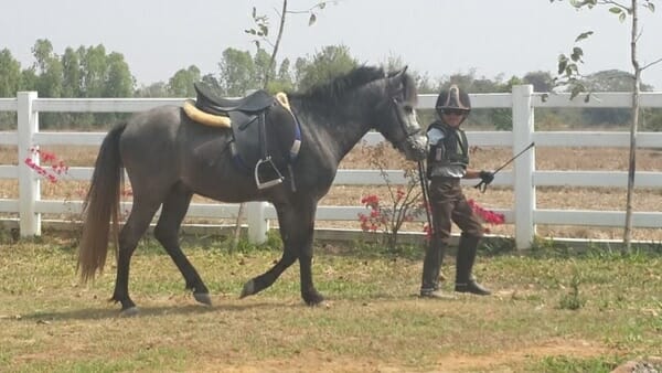 young-horseman-thailand-a