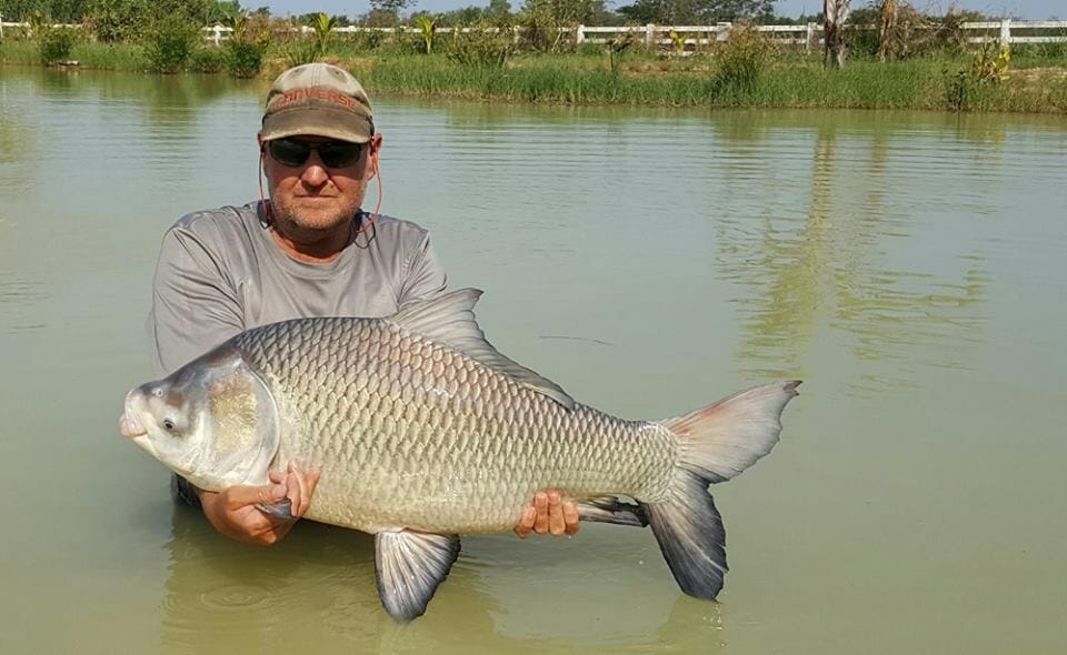 indian freshwater fish species