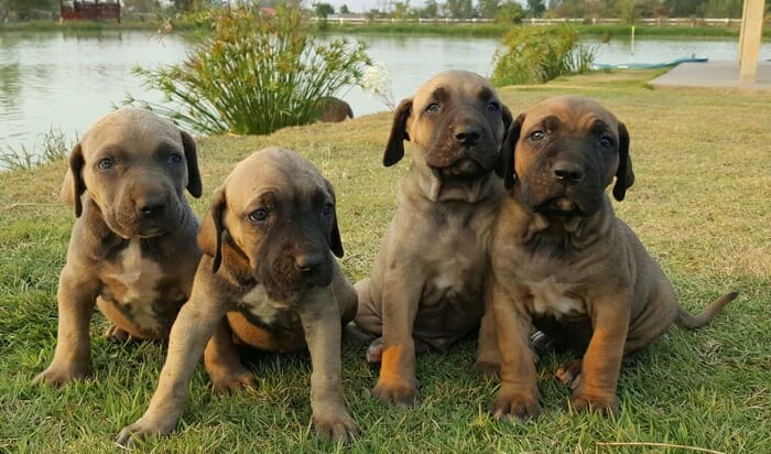 x 4 Fila Brasileiro Guard Dog Puppies FOR SALE – Thailand