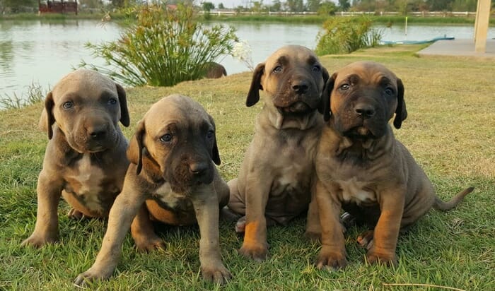 Fila Brasileiro Pups: Best Guard Dogs