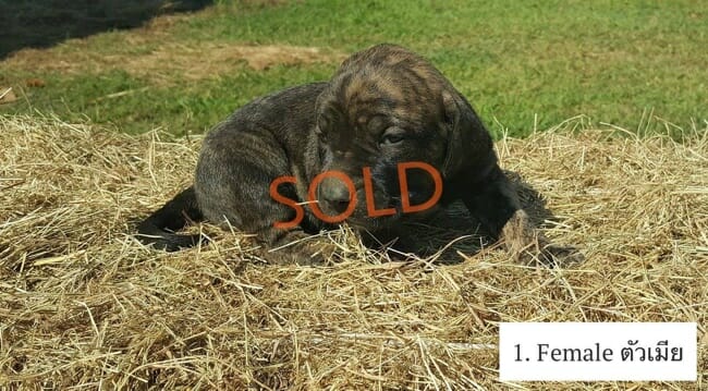 x 4 Fila Brasileiro Guard Dog Puppies FOR SALE – Thailand