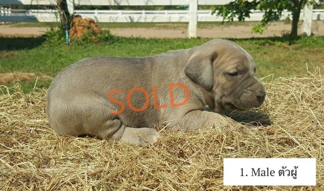 Fila Brasileiro Guard Dog Puppies FOR SALE in Thailand