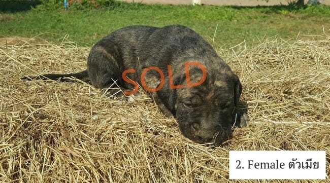 Fila Brasileiro Guard Dog Puppies FOR SALE in Thailand