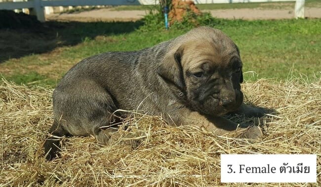 x 4 Fila Brasileiro Guard Dog Puppies FOR SALE – Thailand