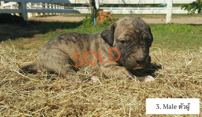 Rio, Purebred, healthy Fila Brasileiro puppy for sale