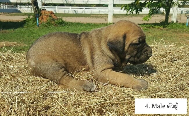 x 4 Fila Brasileiro Guard Dog Puppies FOR SALE – Thailand