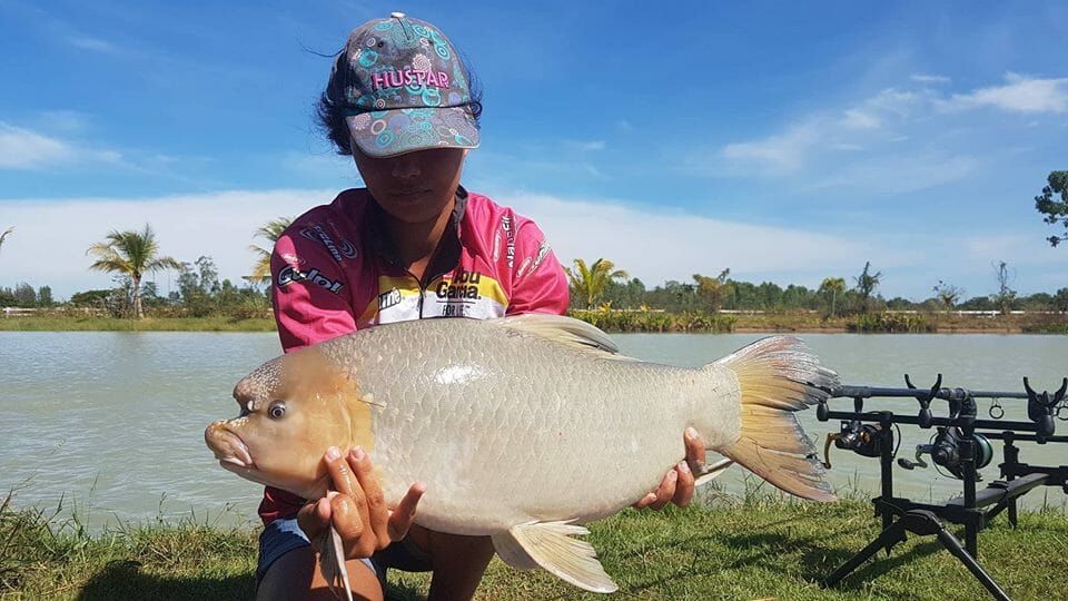 rare exotic fish in Thailand Labeo behri