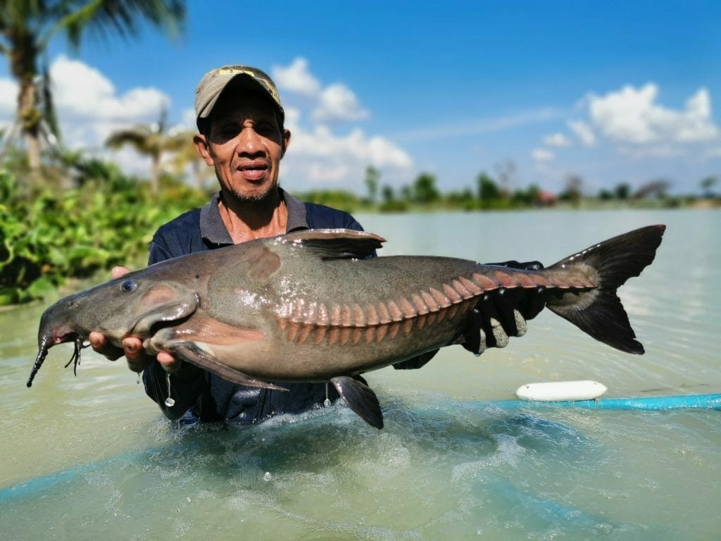 Ripsaw catfish caught in North Eastern Thailand, Angling Holidays in Thailand