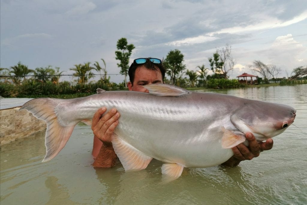 Thai Freshwater Fish Species at Leks Fishing Lake Udon Thani Lek's