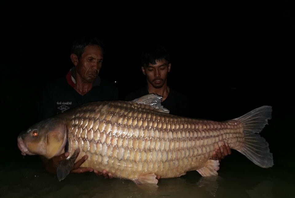 Biggest Julien's Carp in Thailand