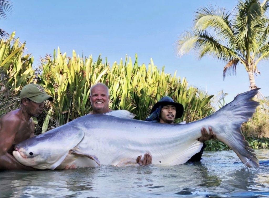 big catfish fish caught in thailand