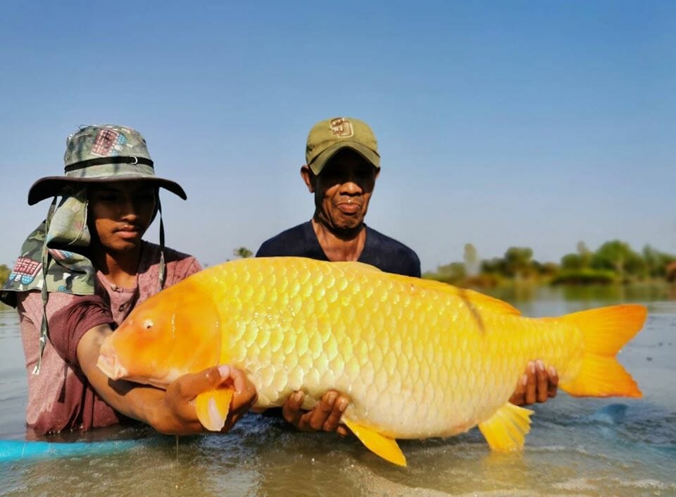 50 lb Koi Carp Thailand