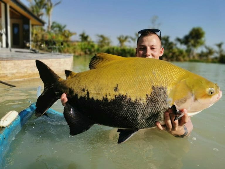 Fishing for Giant Tambaqui in Thailand