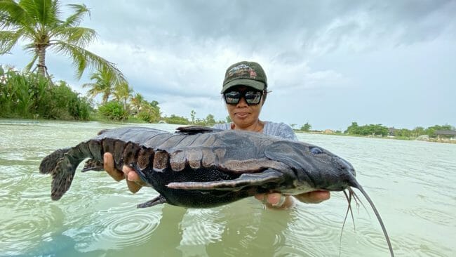 Giant Raphael Talking Catfish (Megalodoras uranoscopus) Thailand