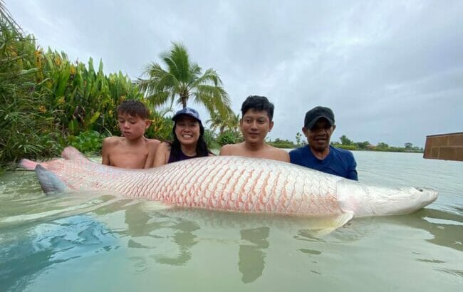 arapaima fishing park in thailand 