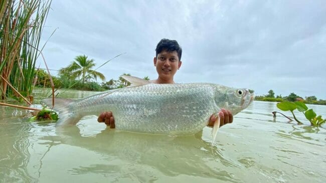 atlantic tarpon fishing in thailand