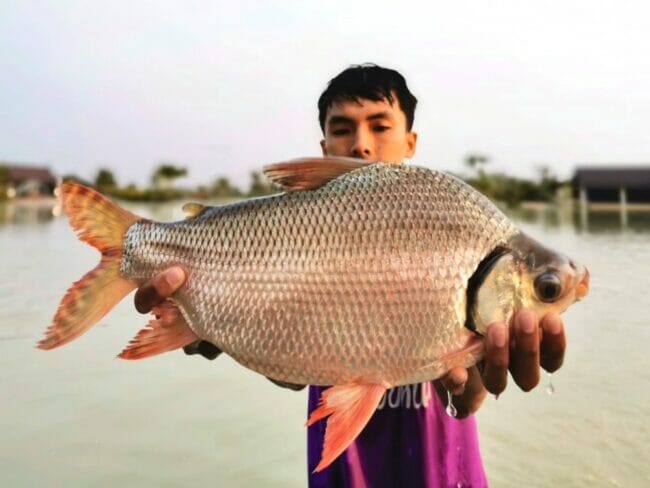 Flagtail Fish / Kissing Prochilodus