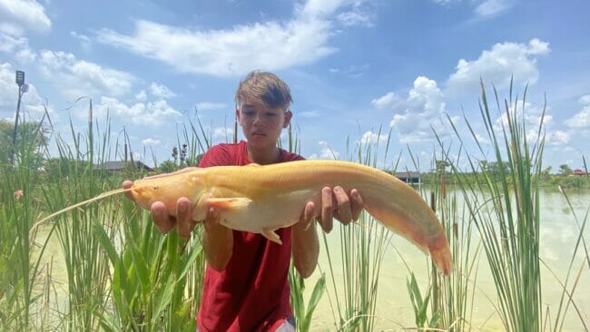 albino wels catfish thailand