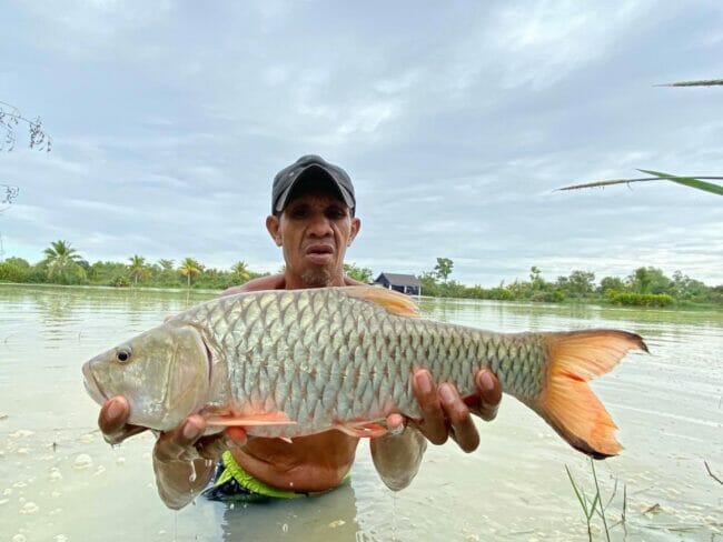 Jungle Perch Thailand Hampala Barb