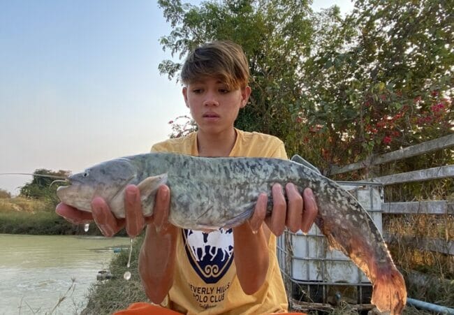 wels catfish thailand