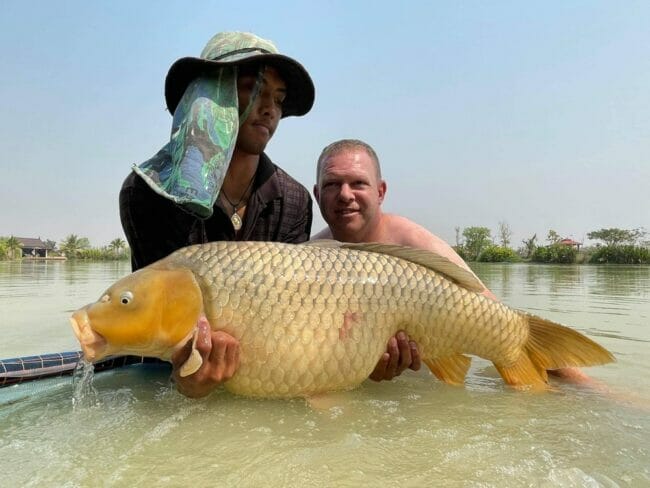 big common carp thailand