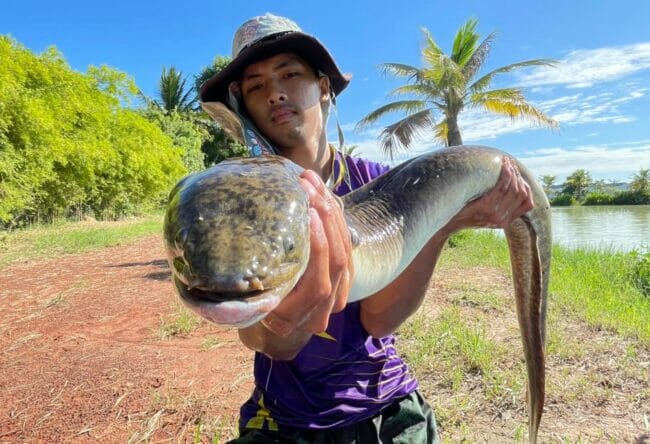 Anguillidae giant eel thailand.