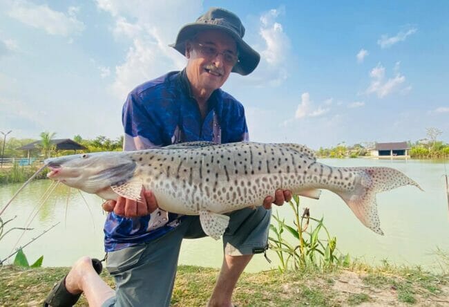 Brazilian Pintado Spotted tiger Sorubim Catfish fishing thailand