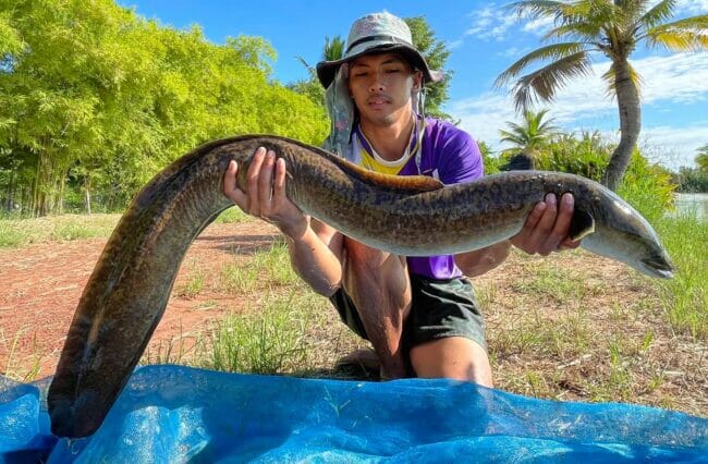 Giant Mottled Eel Thailand Fishing