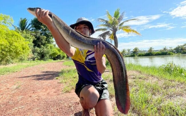 New Lake Species - Giant Mottled Eel (Anguillidae) - Origin Bago River Southern Myanmar Currently large at 9kg and 1m 30cm the Giant Eel should grow to at least double this size... wearing gloves is advised when handling the head end as has they have turtle-type teeth..