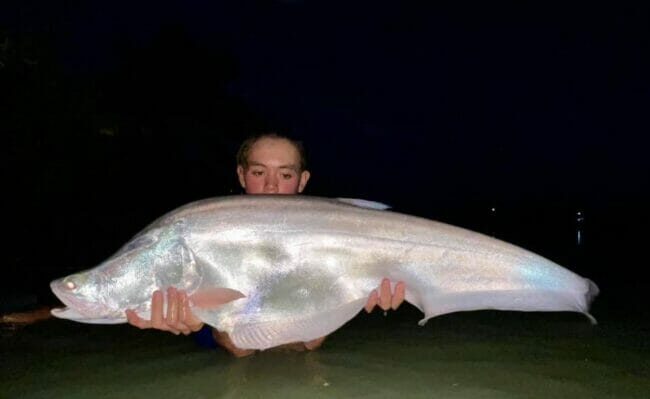 Mekong knife fish platinum featherback