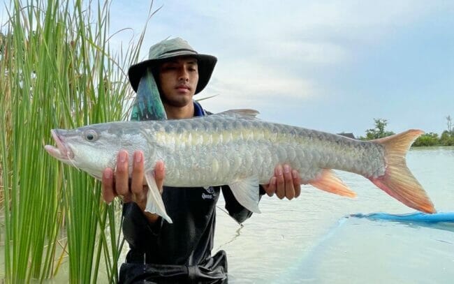 Tor putitora Golden Mahseer Thailand