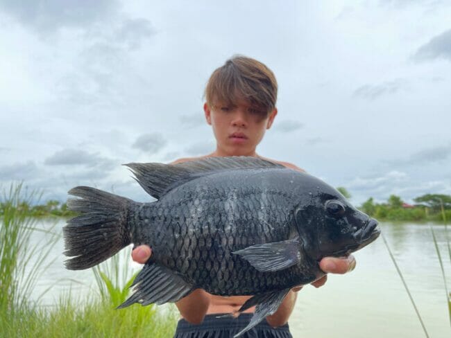 ebra Tilapia Thailand