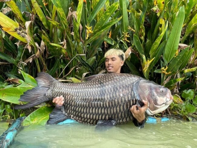giant siamese carp thailand