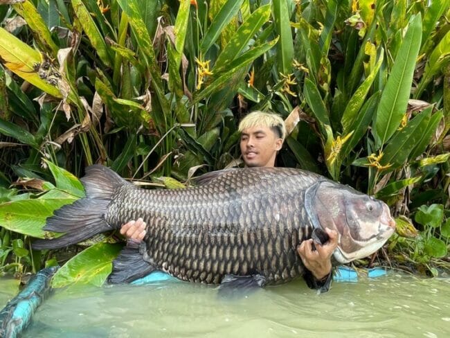 Fishing Thailand .Org – Thailand's Specialist Carp Fishing Store