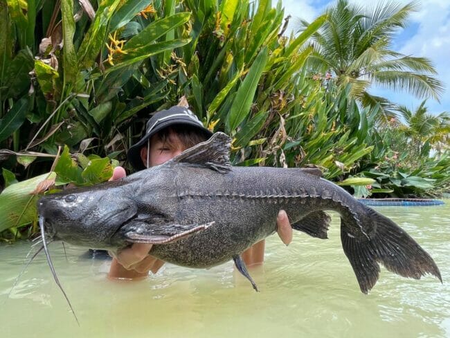 granulated catfish thailand Pterodoras granulosus