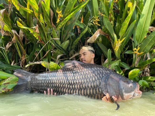 siamese carp fishing thailand