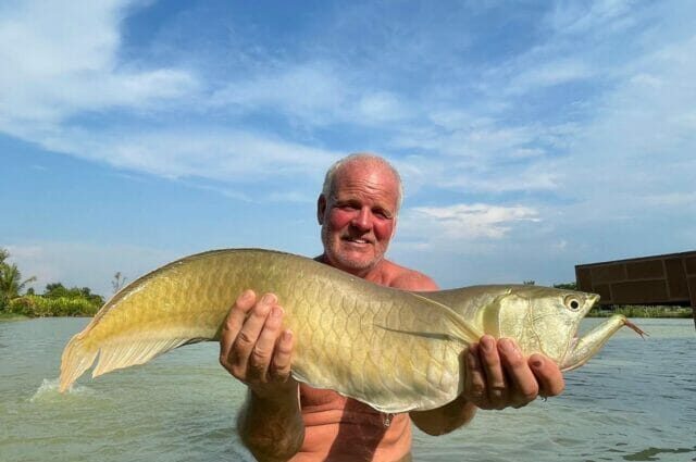 silver arowana Osteoglossum bicirrhosum fishing thailand