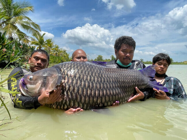 giant siamese carp fishing thailand