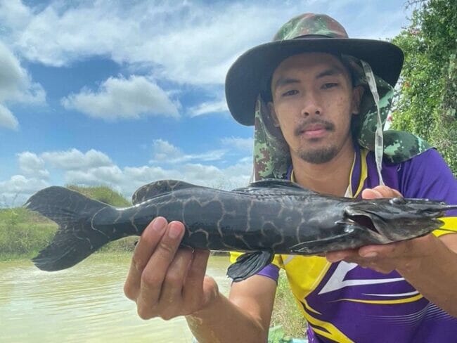 Achara Catfish thailand
