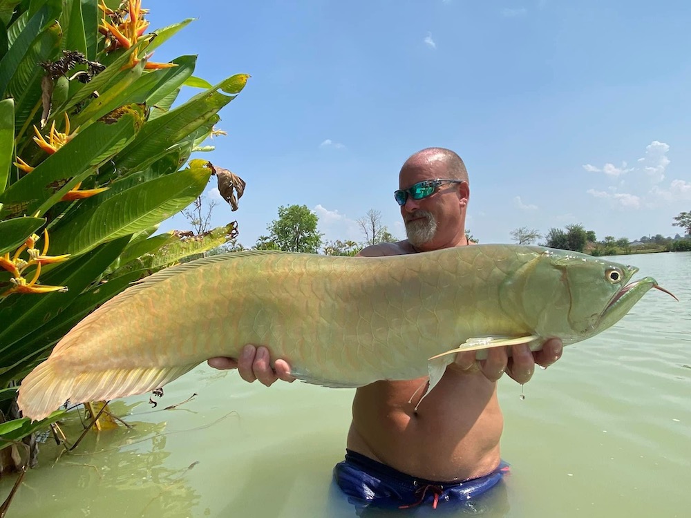 arowana fishing in thailand