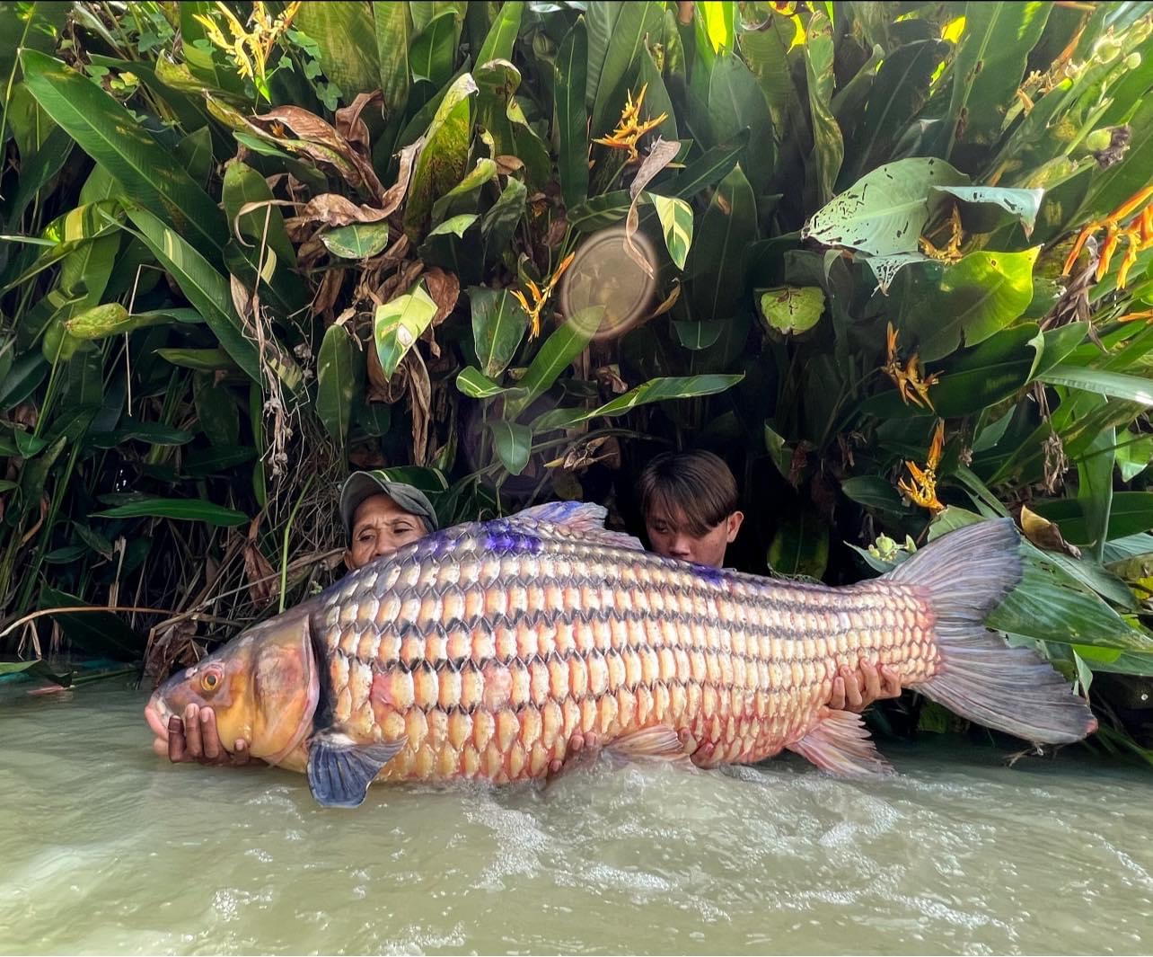 fishing in thailand big julins golden carp