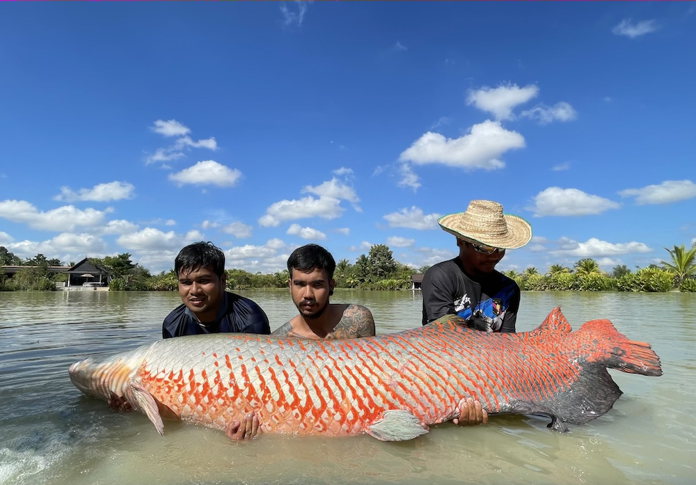 fishing thailand arapaima