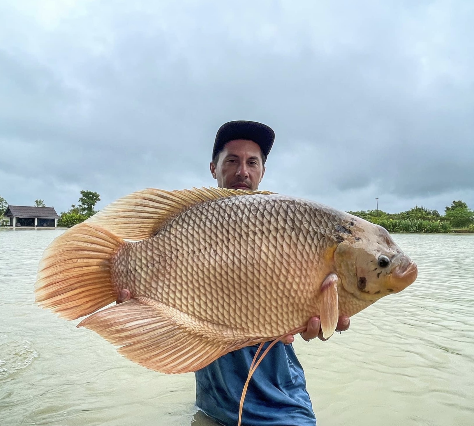 Giant Gourami