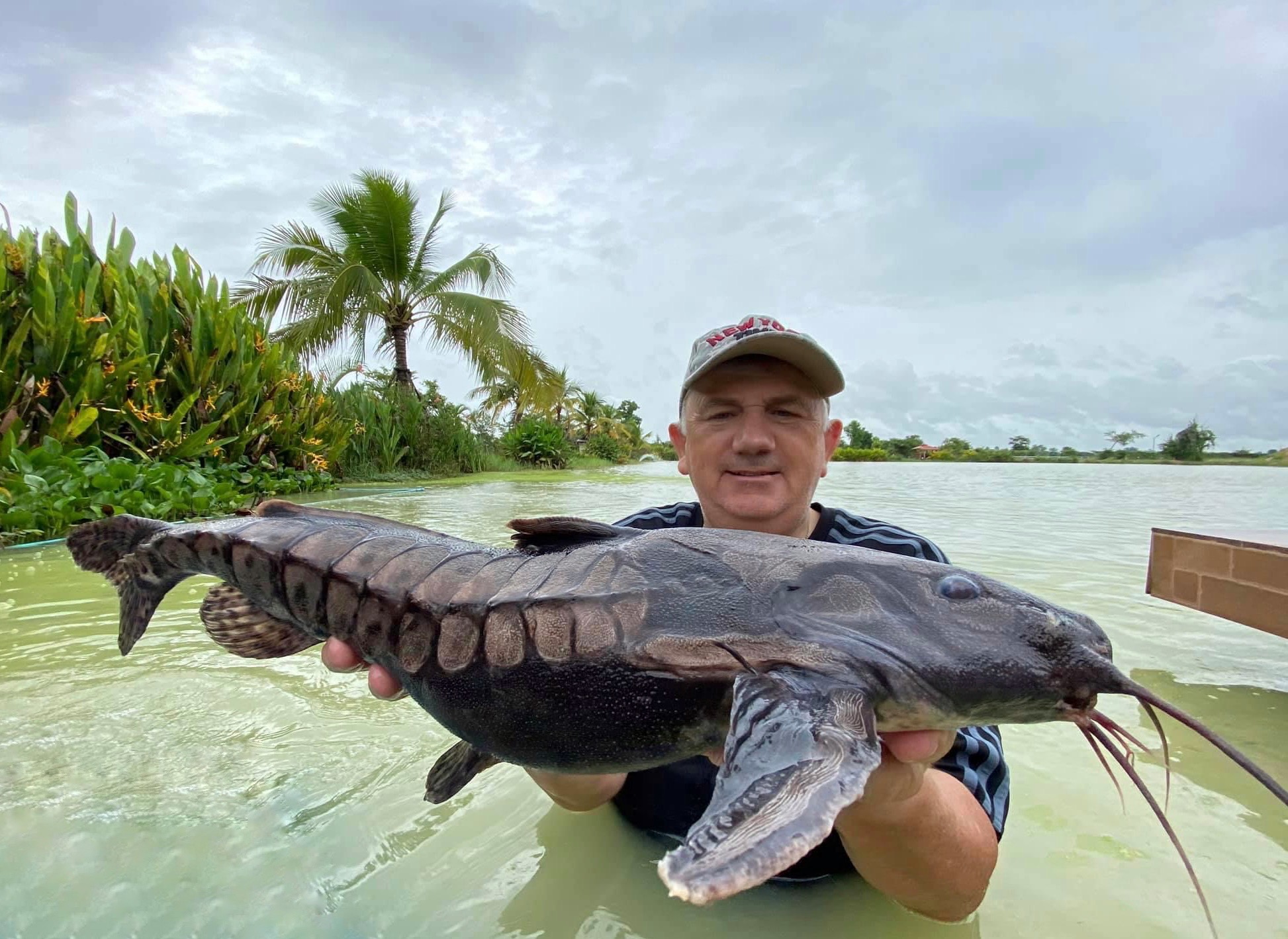 Giant Raphael Catfish Talking Fishing Thailand