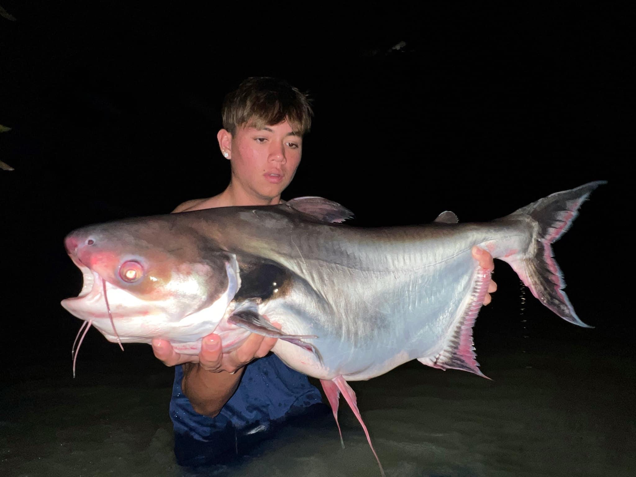 Pla tepo Black Ear Catfish